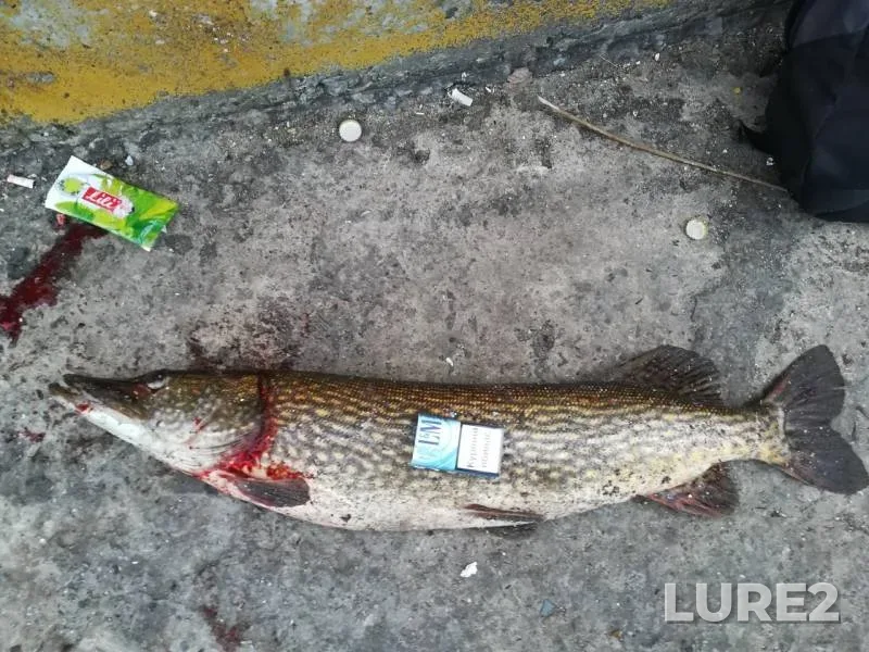 Pike — Dnepr, Apr 15, 2018