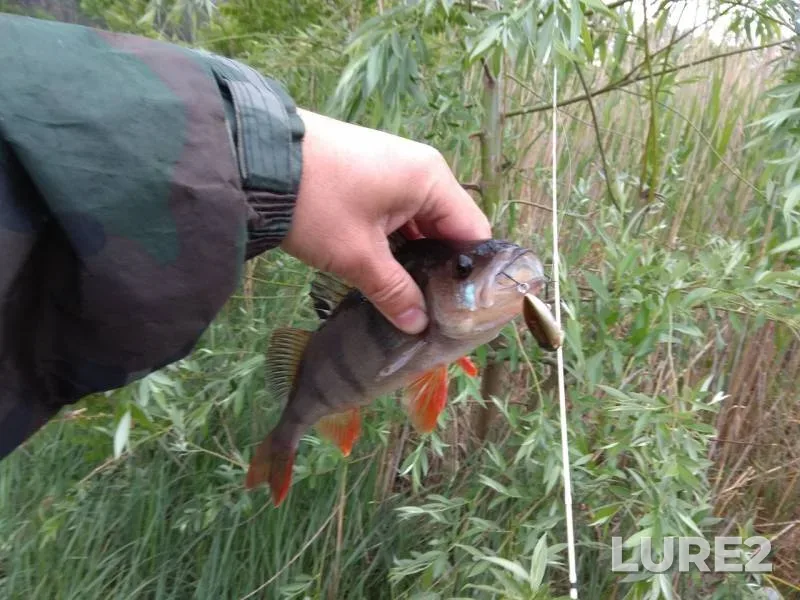 Perch — Dnepr, May 13, 2018