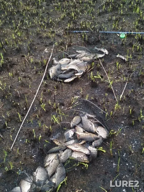 Crucian carp — Dnepr, May 14, 2018