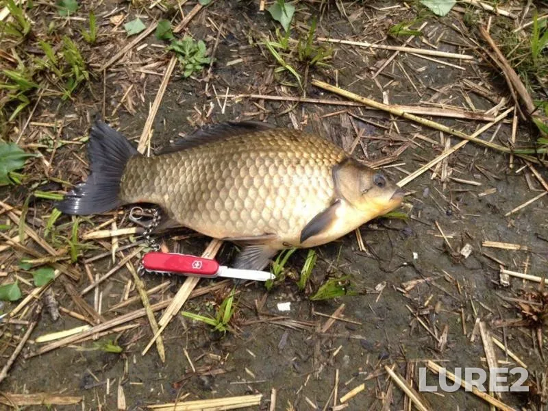 Crucian carp — Cherkaska oblast, May 20, 2018