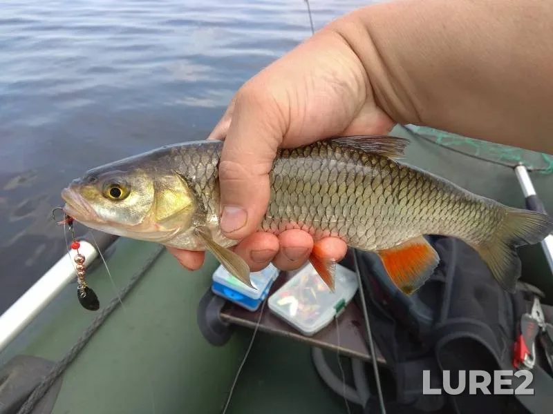 Chub — Dnepr, Jun 17, 2018