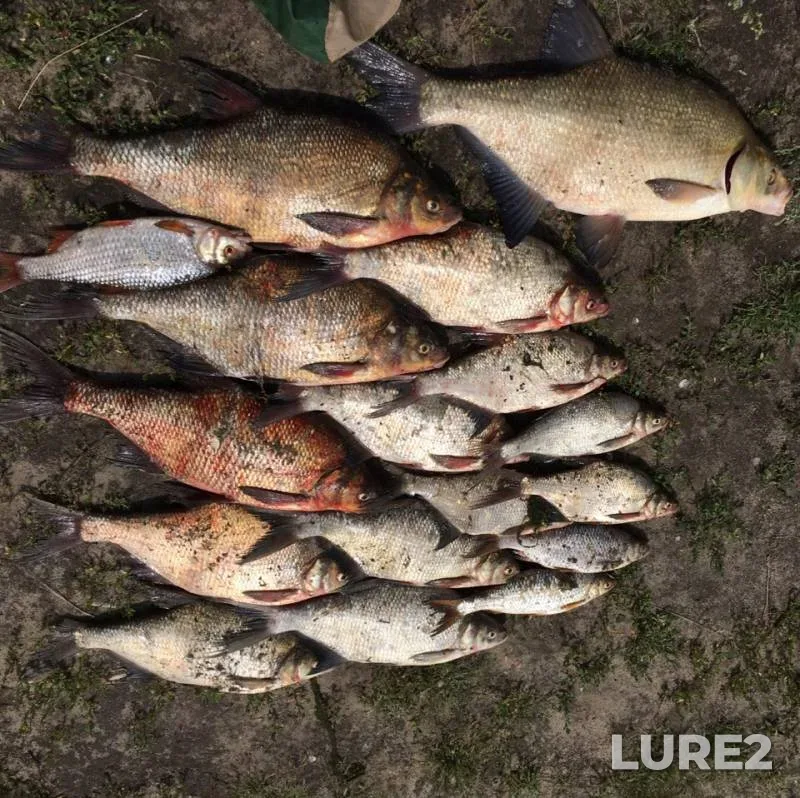 Bream, Roach — Dnepr, Jul 29, 2018