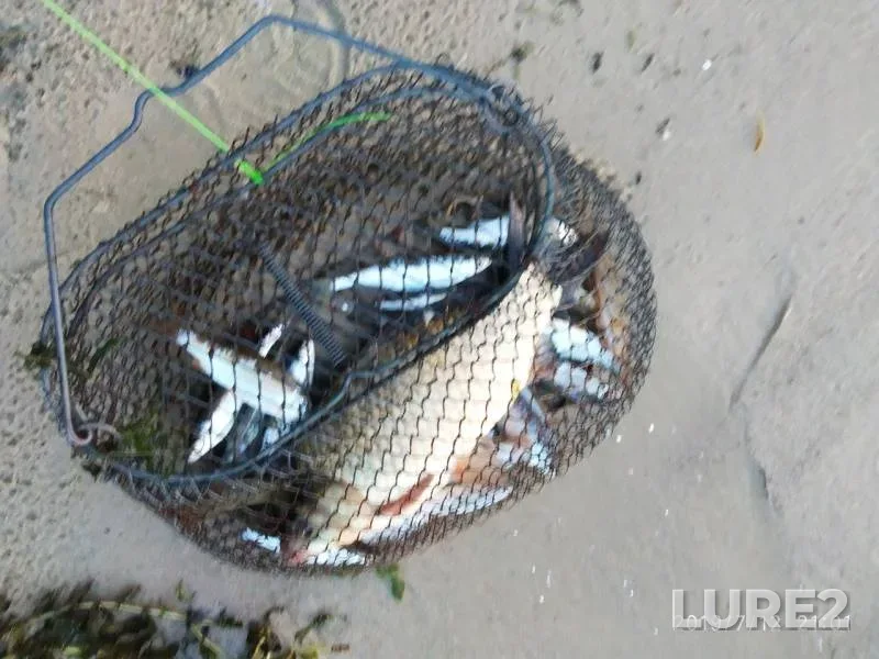 Crucian carp, Roach — Dnepr, Jul 28, 2019