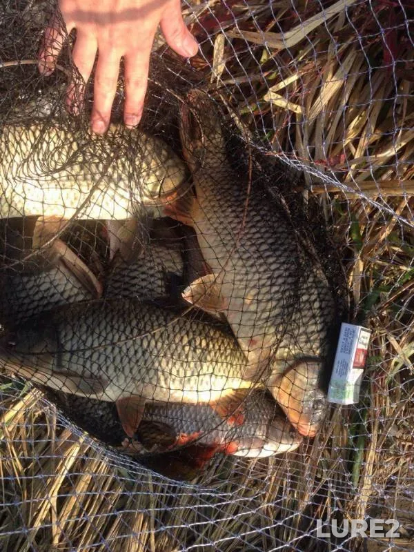 Bream, Carp — Dnestr, Oct 21, 2017