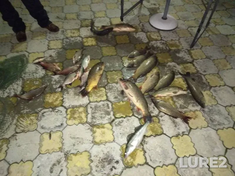 Carp, Perch — Dnestr, Nov 09, 2017