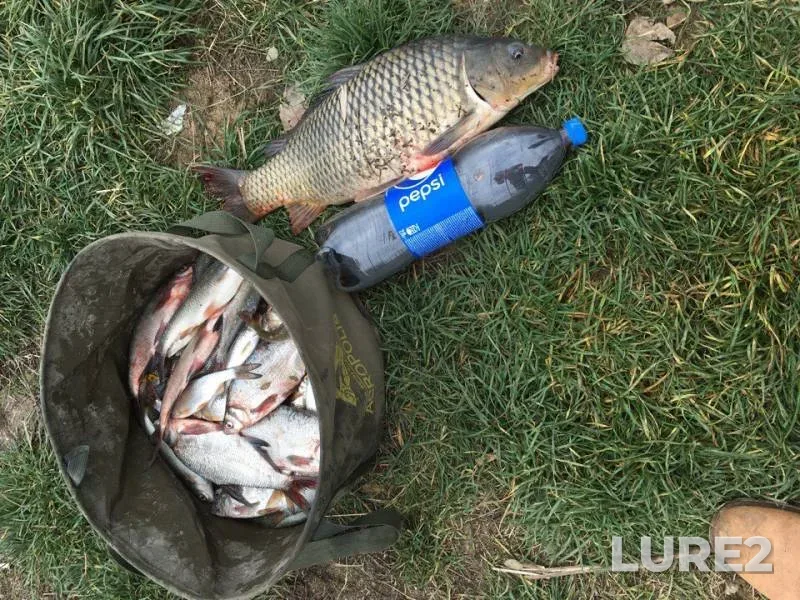 Bream, Carp — Dnestr, Nov 11, 2017