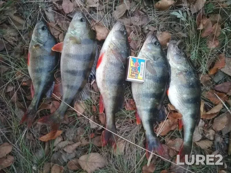 Perch — Bakshala, Nov 29, 2017