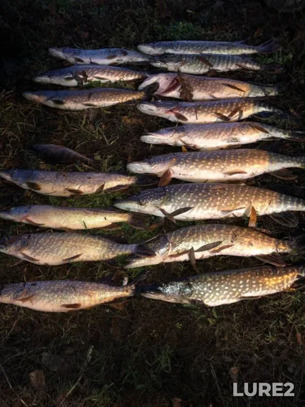 Perch, Pike — Dnestr, Dec 10, 2017