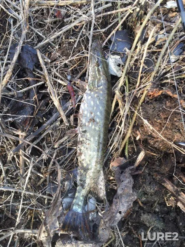 Perch, Pike — Dnestr, Jan 02, 2018