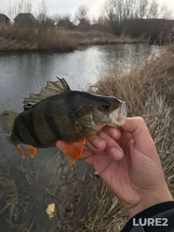 Perch, Pike — Dnestr, Feb 17, 2018