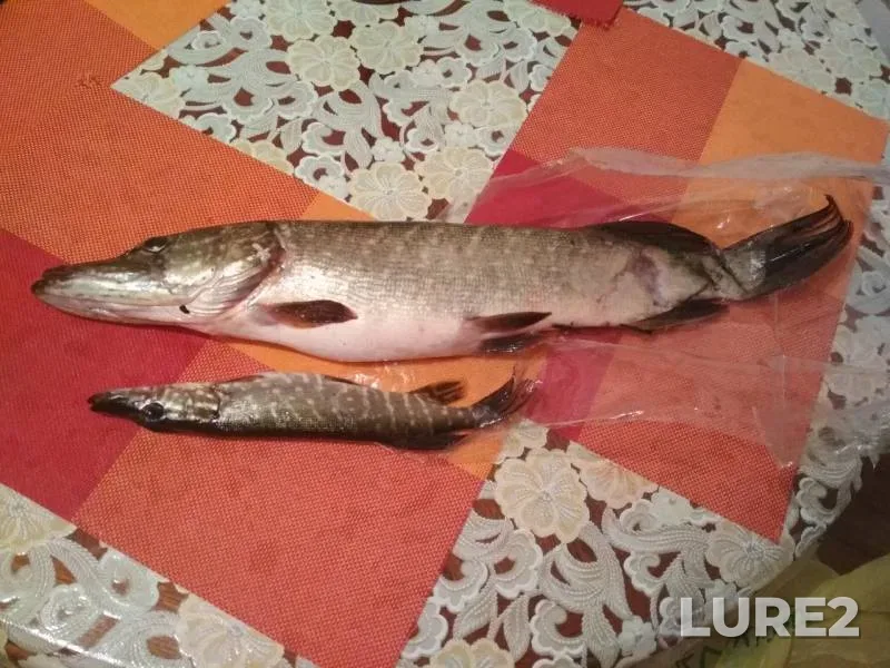 Perch, Pike — Chyornaya Kalitva, Nov 01, 2018