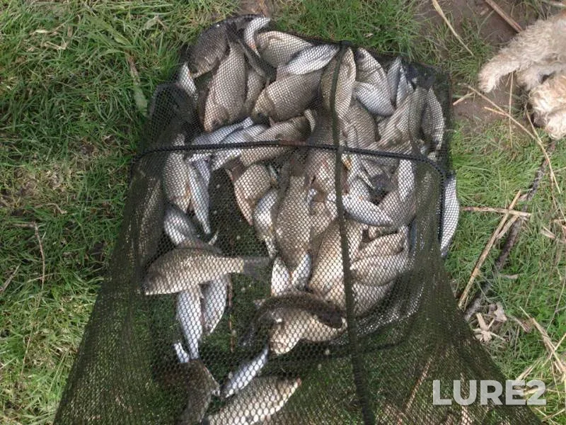 Crucian carp — Turunchuk, Apr 14, 2018