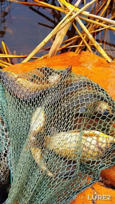 Crucian carp — Odeska oblast, Apr 15, 2018