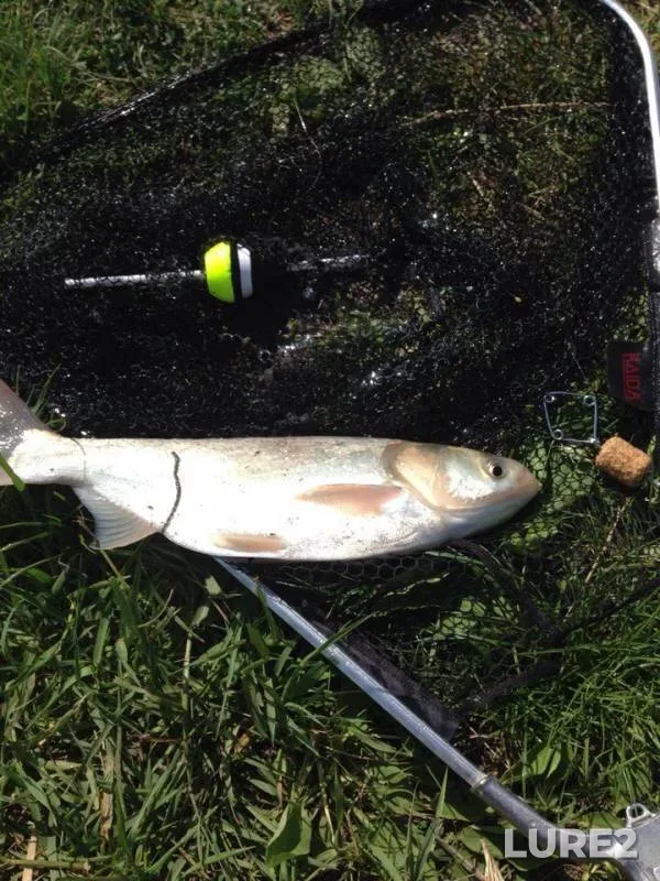 Carp, Silver carp — Kuchurgan, May 06, 2018