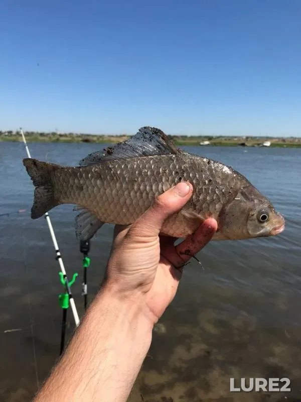 Crucian carp — Dnestr, May 10, 2018