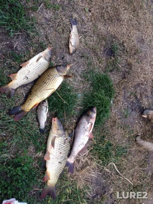Carp, Crucian carp — Baraboy, May 24, 2018