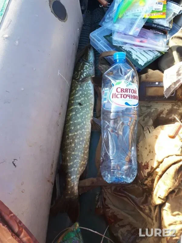 Perch, Pike — Chyornaya Kalitva, Nov 01, 2018