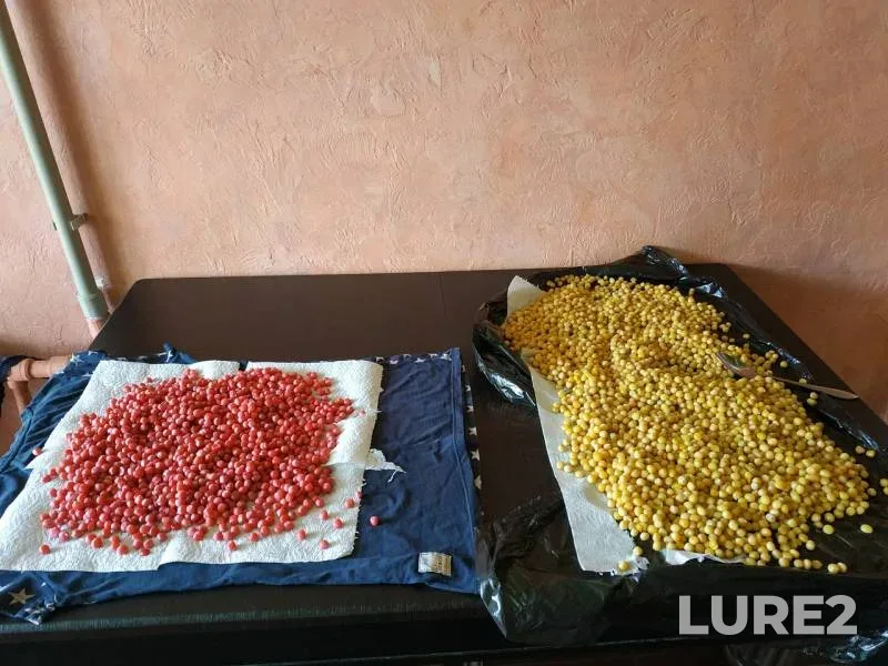 Carp, Crucian carp — Dnestr, Jul 10, 2018