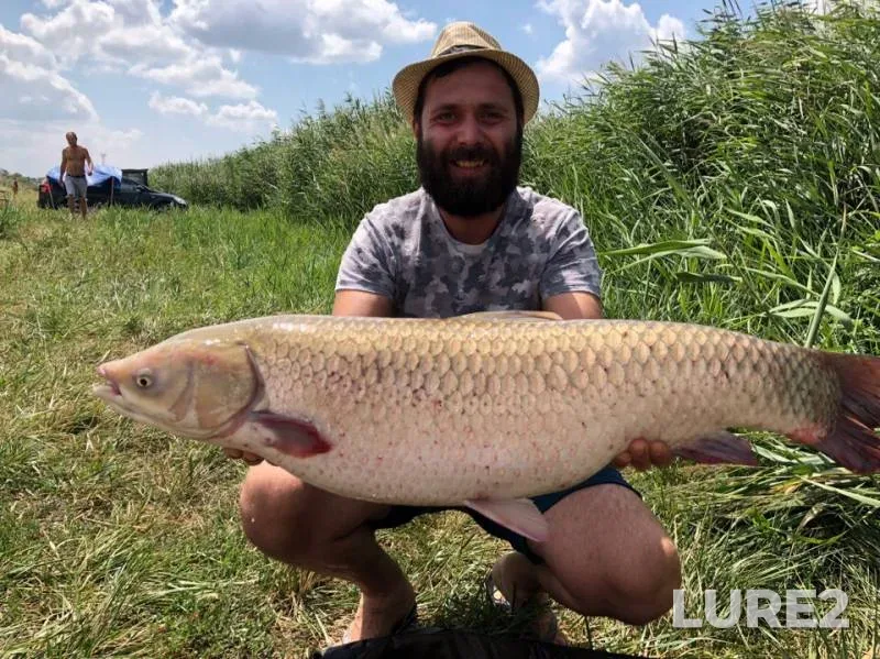 Grass carp — Odeska oblast, Jul 23, 2018