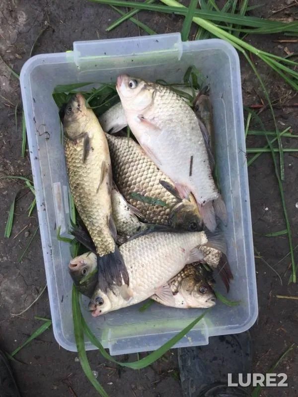Crucian carp — Dnestr, Jul 25, 2018
