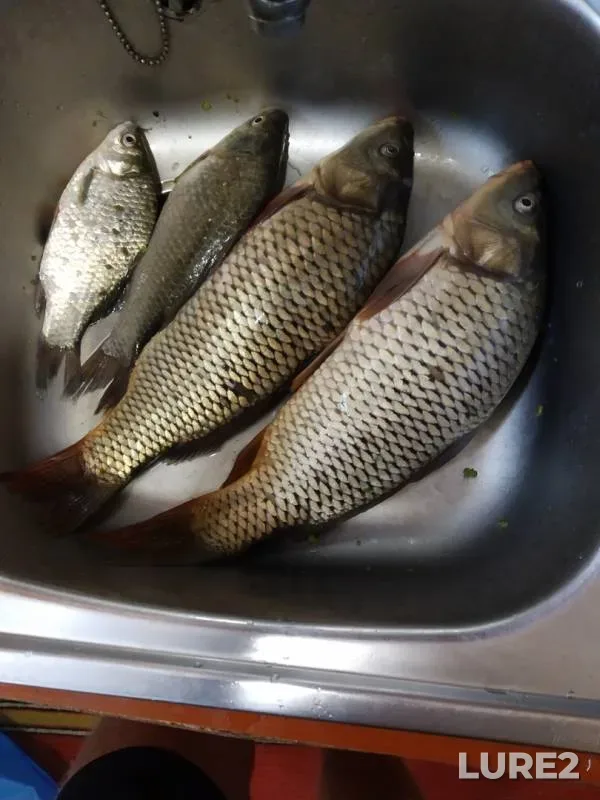 Carp, Crucian carp — Dnestr, Aug 06, 2018