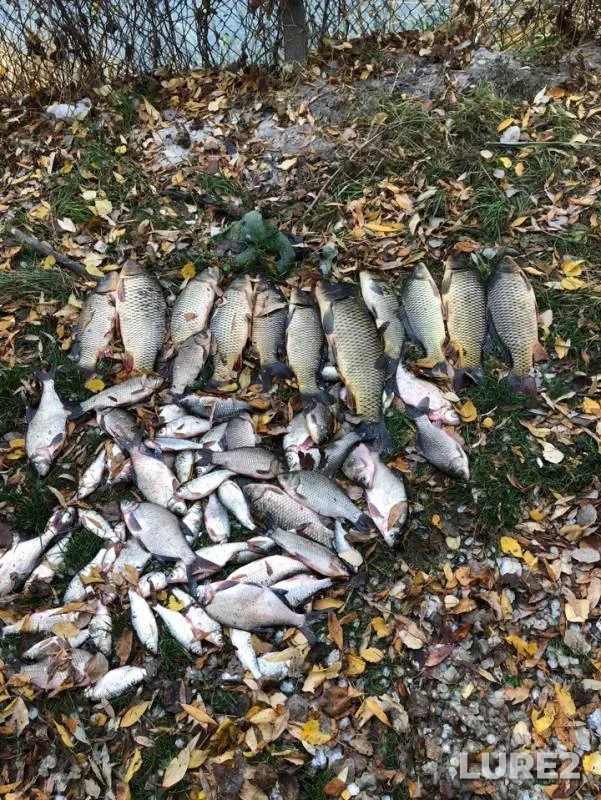 Bream, Carp — Dnestr, Nov 19, 2018