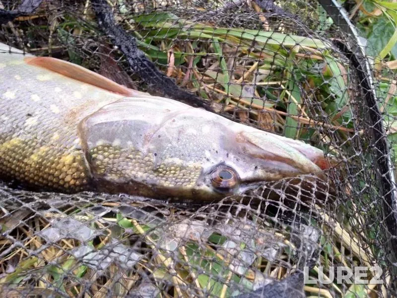 Pike — Odeska oblast, Nov 24, 2019