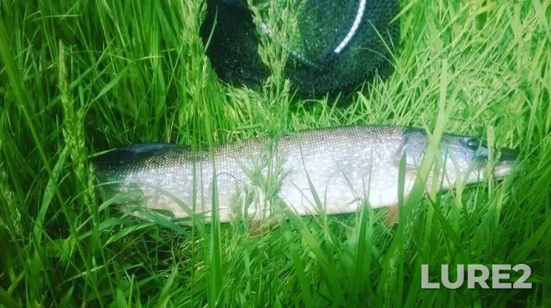 Pike — Kemerovskaya oblast, Jun 12, 2017