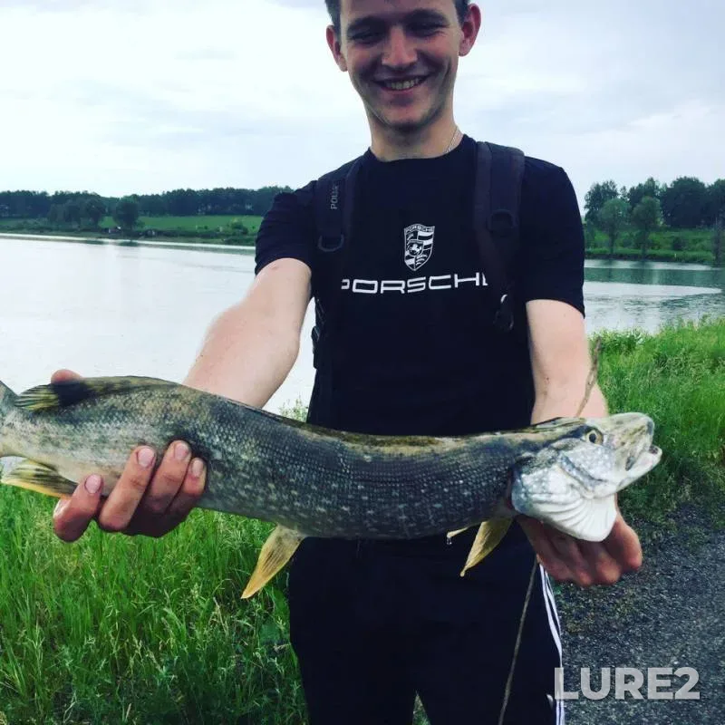 Pike — Kemerovskaya oblast, Jun 19, 2017