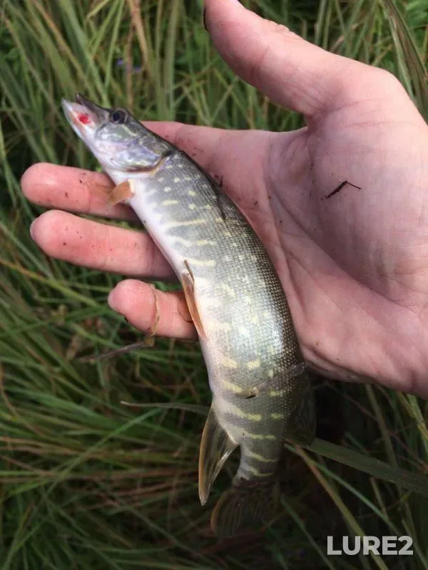 Pike — Tom, Sep 03, 2017