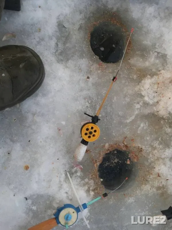Perch, Roach — Tom, Jan 08, 2018