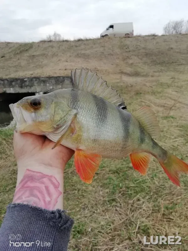 Perch, Pike — Kemerovskaya oblast, May 08, 2019