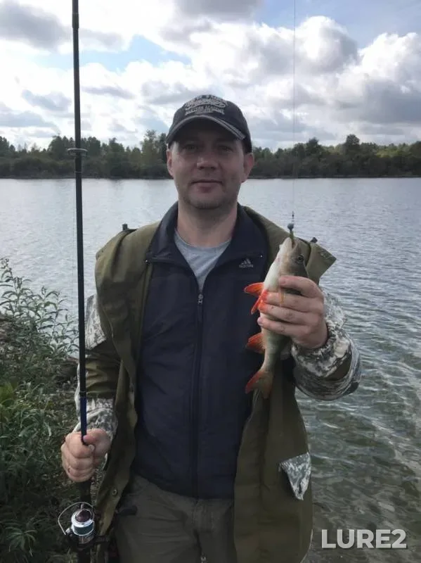 Perch — Kemerovskaya oblast, Aug 28, 2019