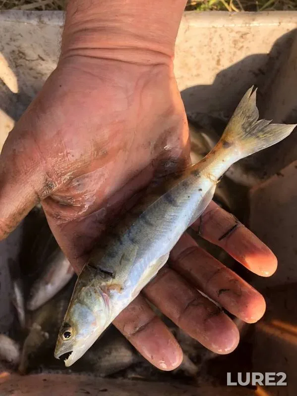 Carp, Zander — Kemerovskaya oblast, Sep 26, 2019