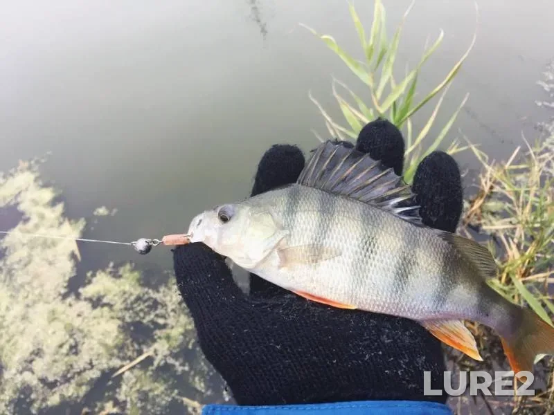 Perch, Zander — Tuzlov, Oct 31, 2018