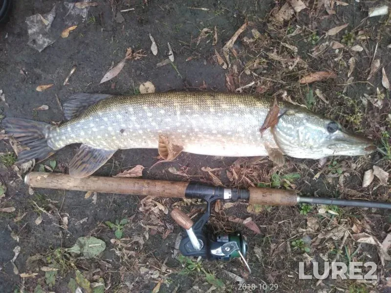 Pike — Chyornaya Kalitva, Oct 29, 2018