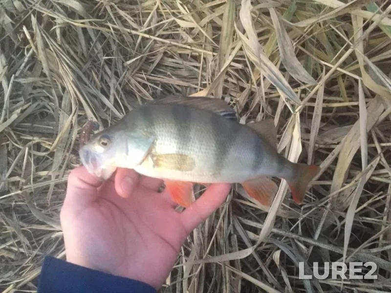 Perch — Tuzlov, Nov 01, 2018