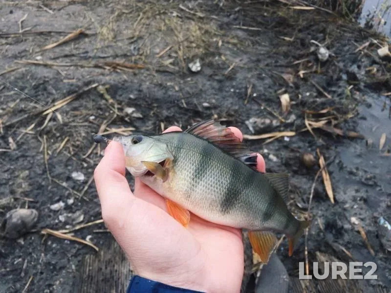 Perch — Tuzlov, Nov 09, 2018