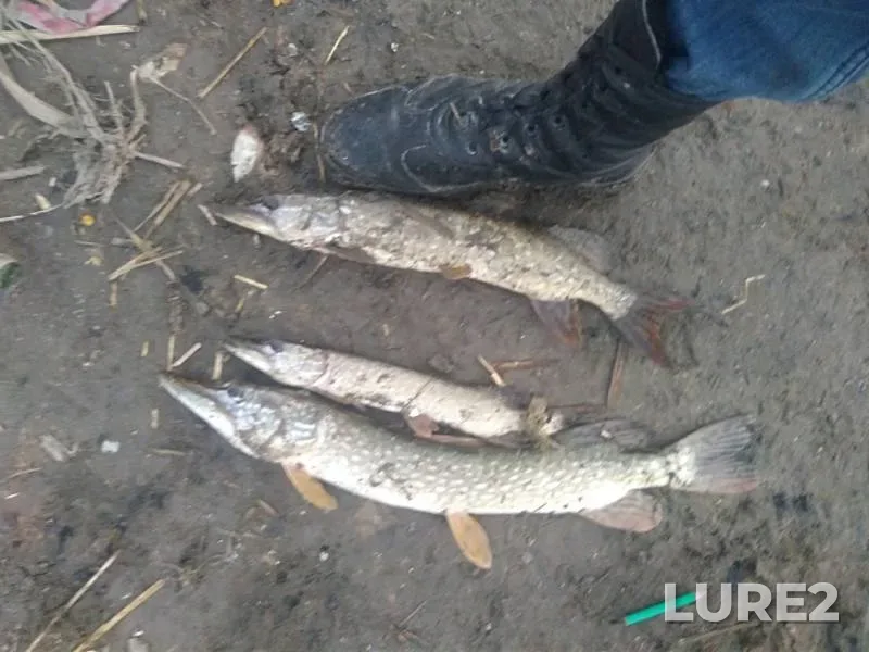 Pike — Aksay, Nov 10, 2018