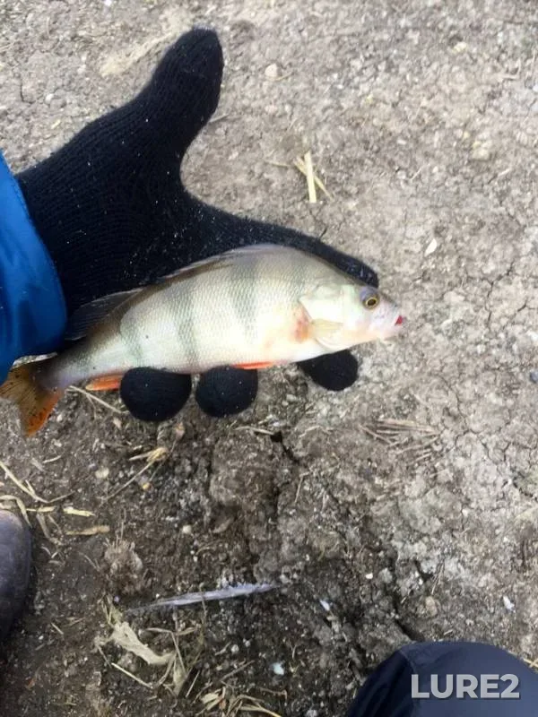 Perch — Tuzlov, Nov 12, 2018