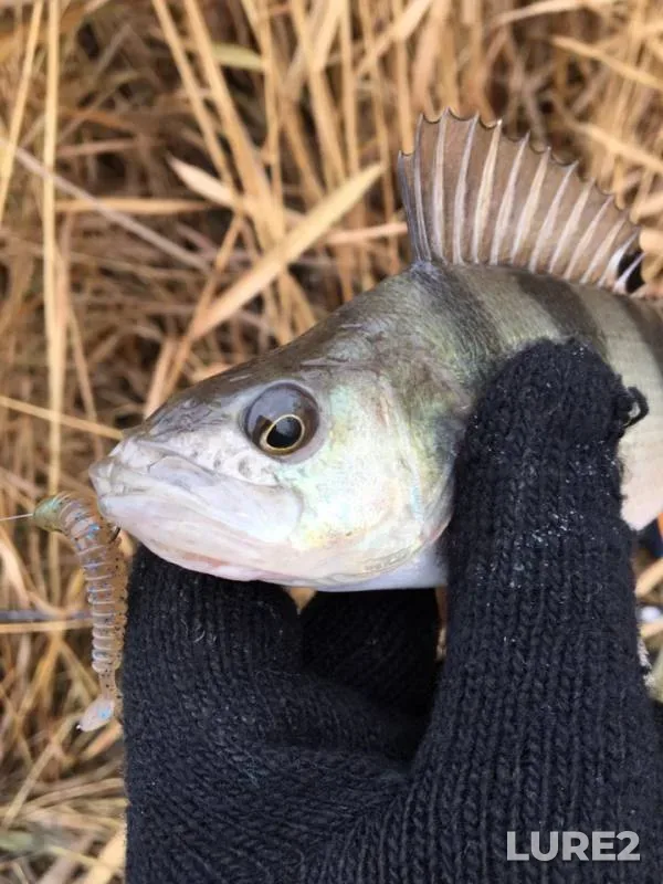 Perch — yerik Skupoy, Dec 06, 2018