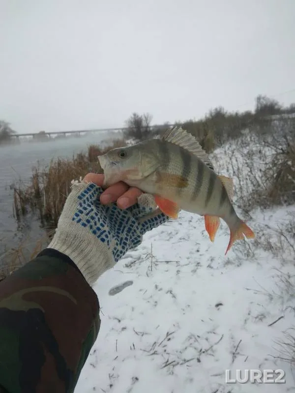 Perch — yerik Draganov, Jan 06, 2019