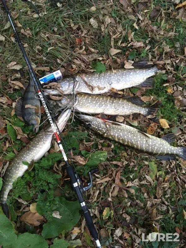 Perch, Pike — Don, Oct 28, 2018