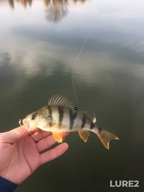 Perch, Pike — Aksay, Jan 29, 2019