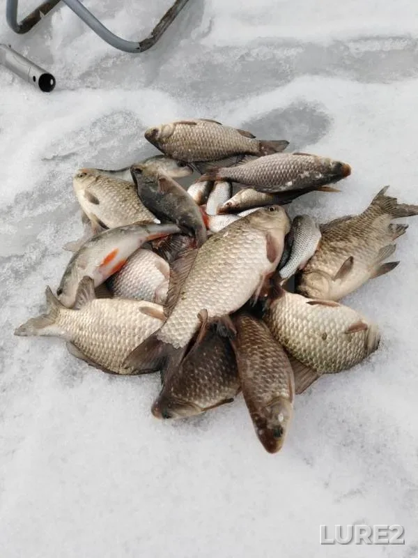 Crucian carp, Perch — Rostovskaya oblast, Feb 27, 2019