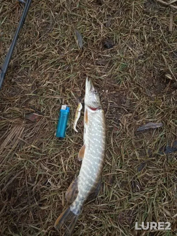 Pike — Kholodnyy kanal, Mar 01, 2019