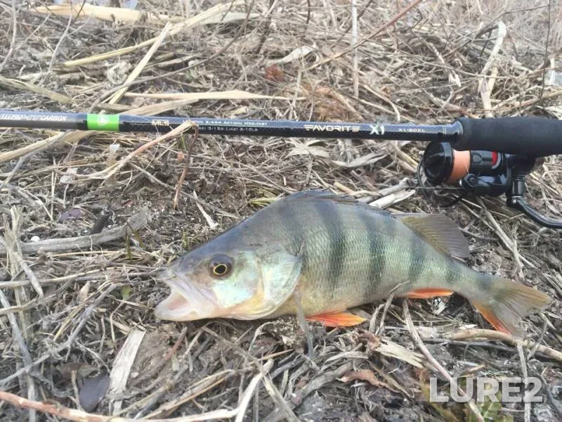Perch — Tuzlov, Mar 06, 2019