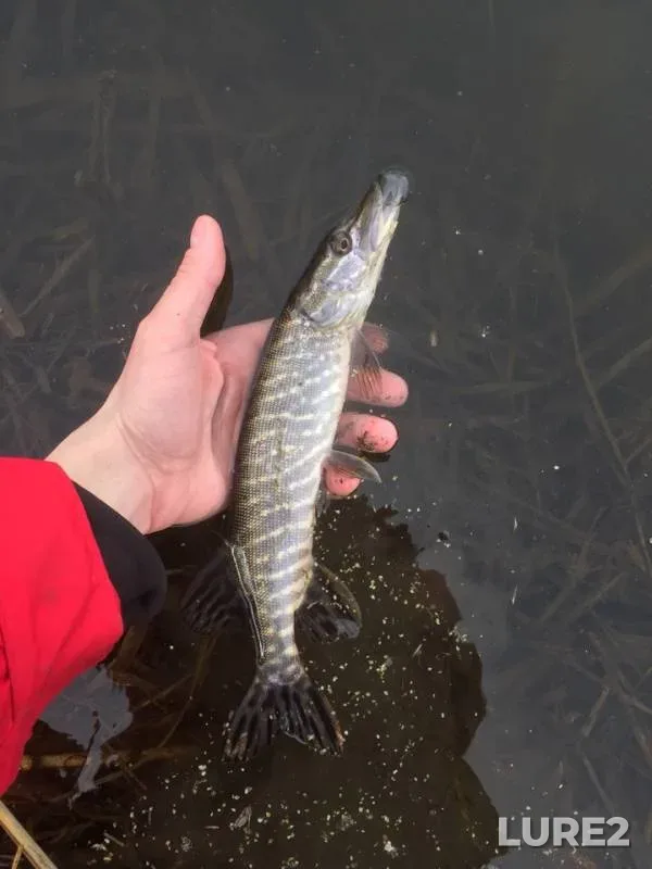Perch, Pike — Tuzlov, Mar 09, 2019