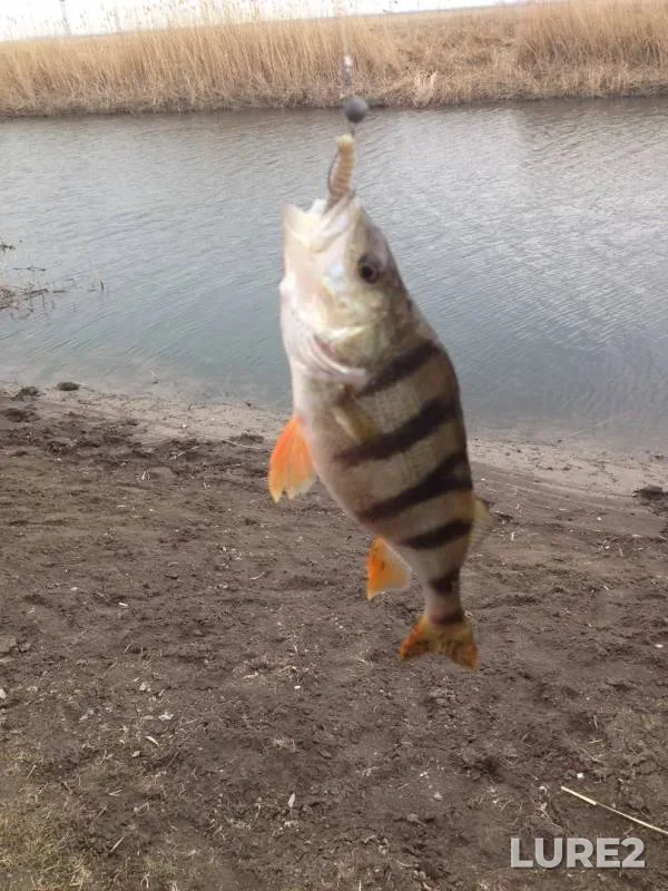 Perch, Pike — yerik Kadamovka, Mar 10, 2019