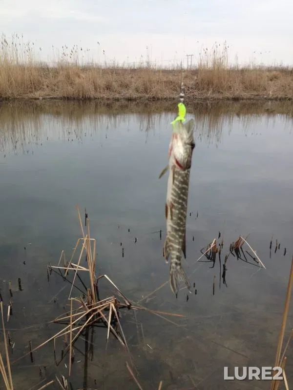 Perch, Pike — yerik Kadamovka, Mar 17, 2019